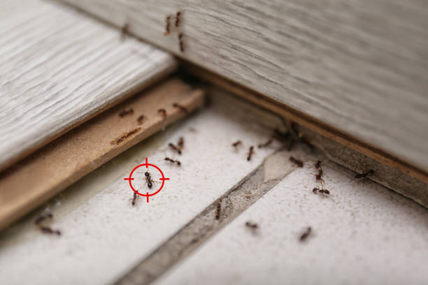Best Affordable Pest Control Services  in Pine Lakes, FL