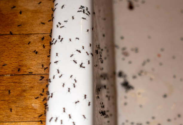 Professional Pest Control in Pine Lakes, FL
