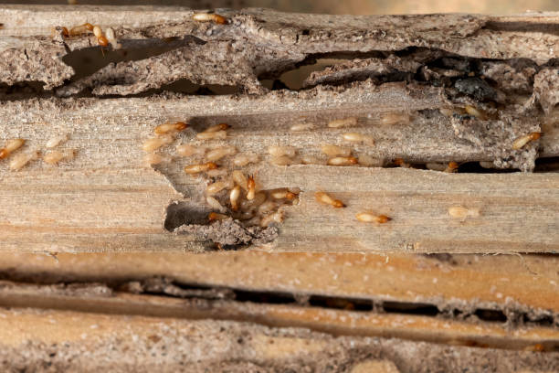 Spider Control Near Me in Pine Lakes, FL