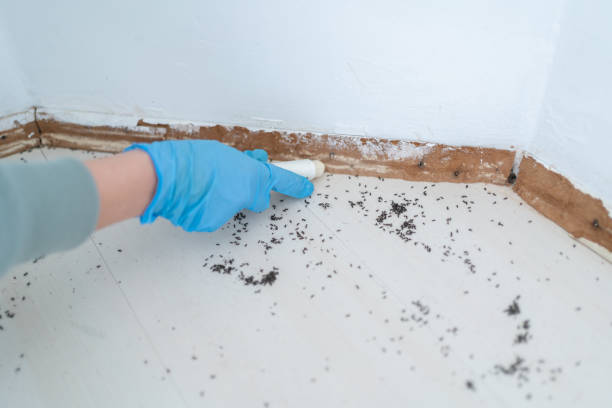 Best Flea Control Services  in Pine Lakes, FL